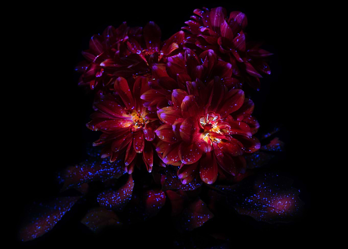 Chrysanthemum flowers Dark