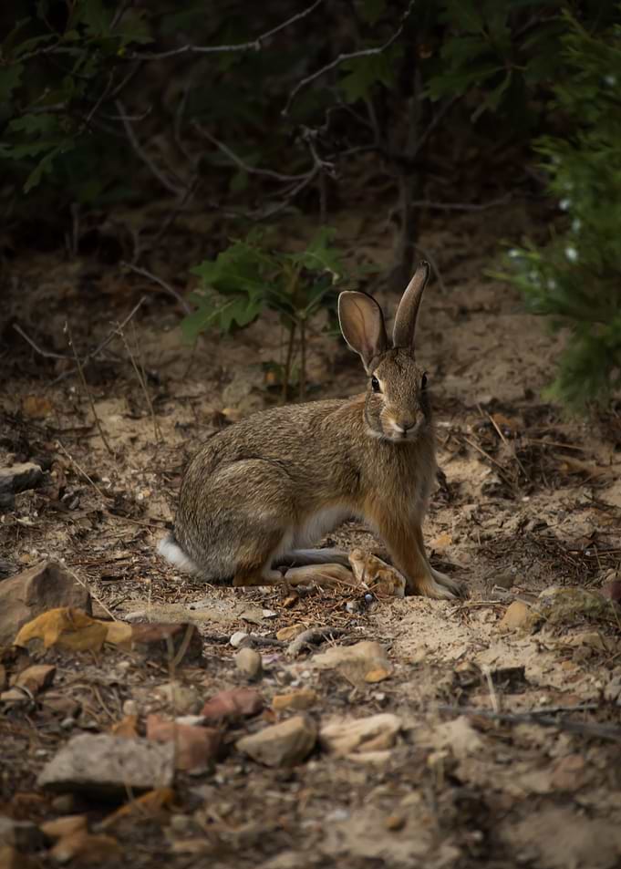 Wild Rabbit