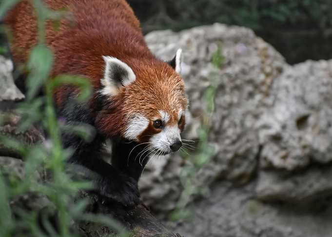 animal raccoon