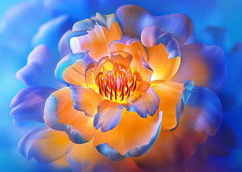 Peony flowers Bloom Aesthe