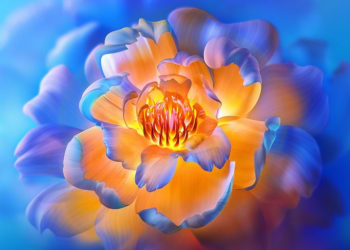 Peony flowers Bloom Aesthe