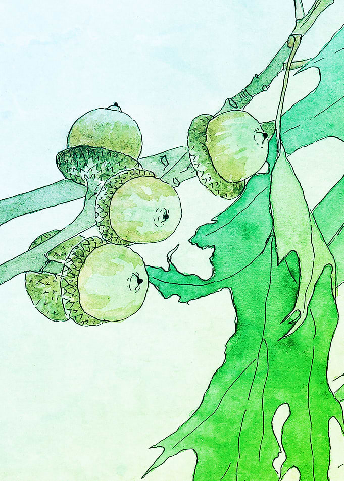Oak Acorns Art