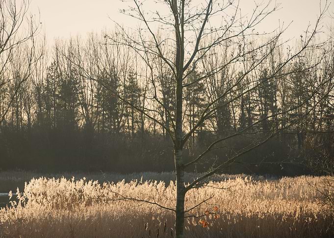 Winter Lake