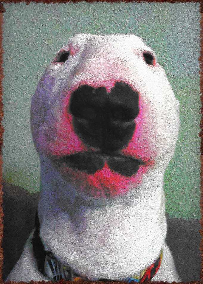 walter dog meme