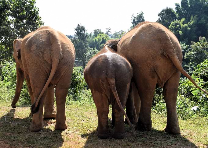 Elephant in Chiang Mai