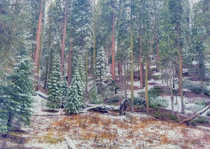 Giant Forest Winter