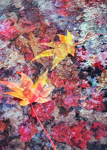 Red Leaves