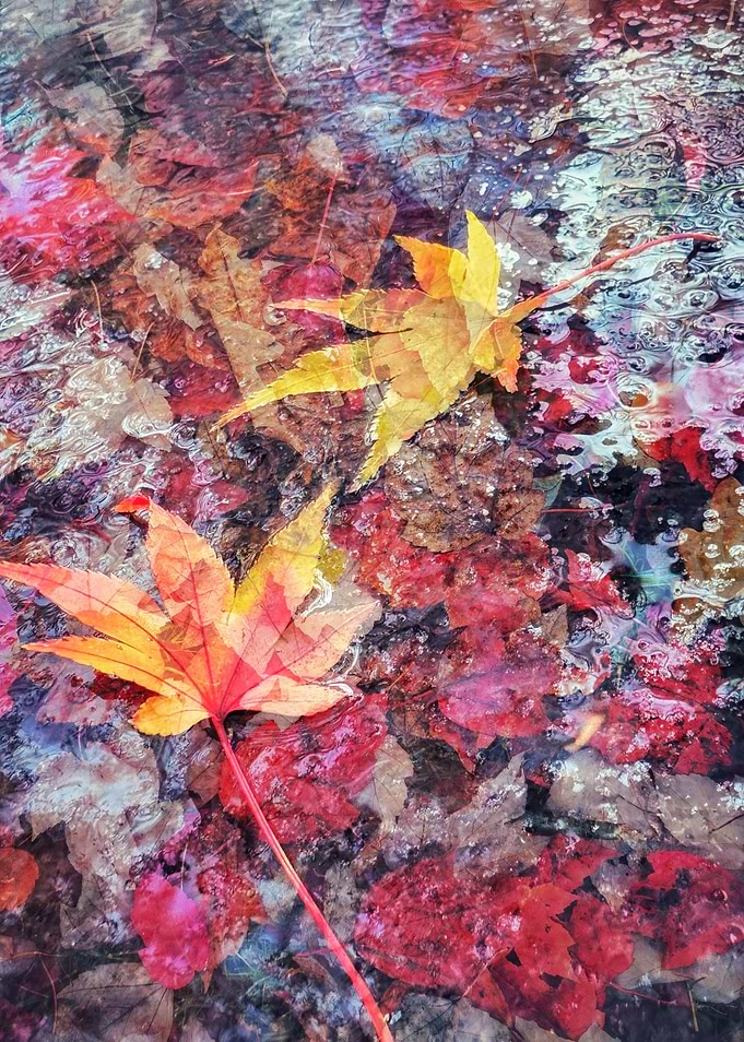 Red Leaves