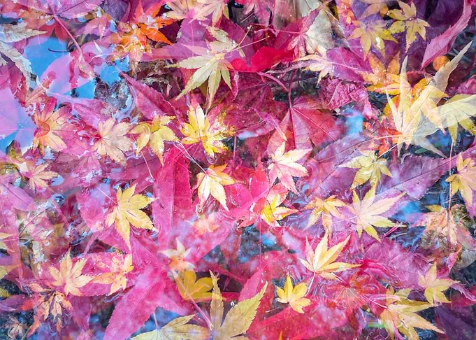 Red Leaves