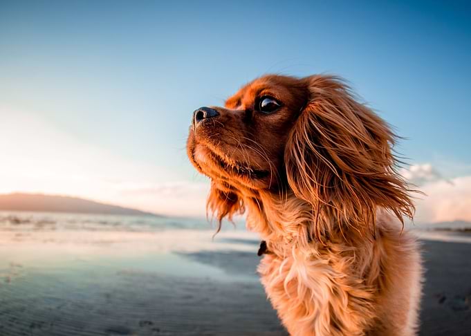 Little Dog