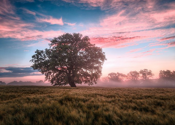Dawns Embrace