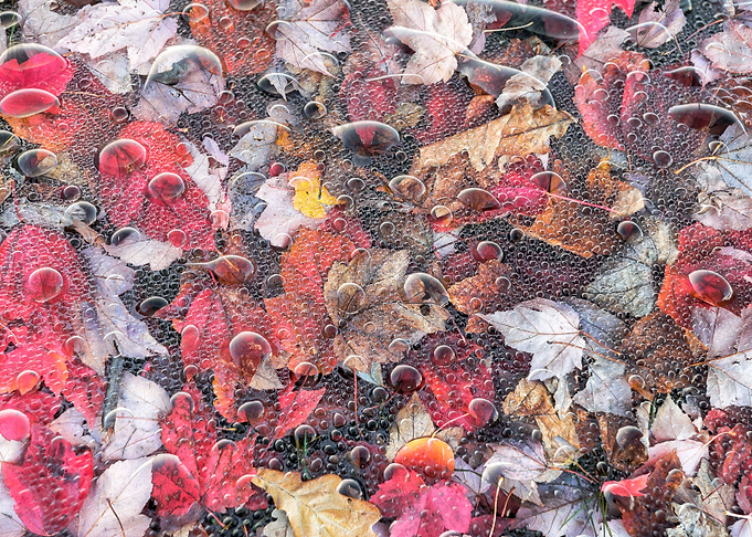 Red Leaves