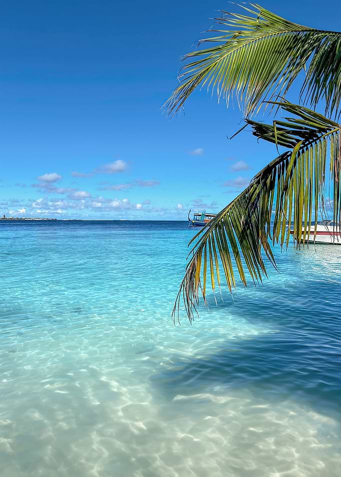Palm Framed Serenity