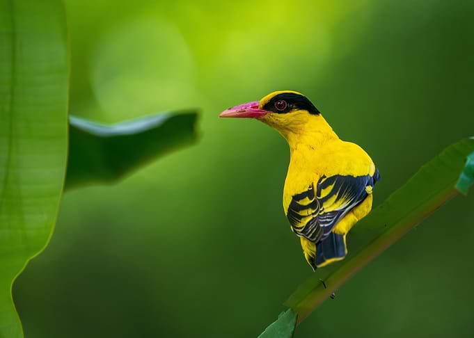 Black naped Oriole