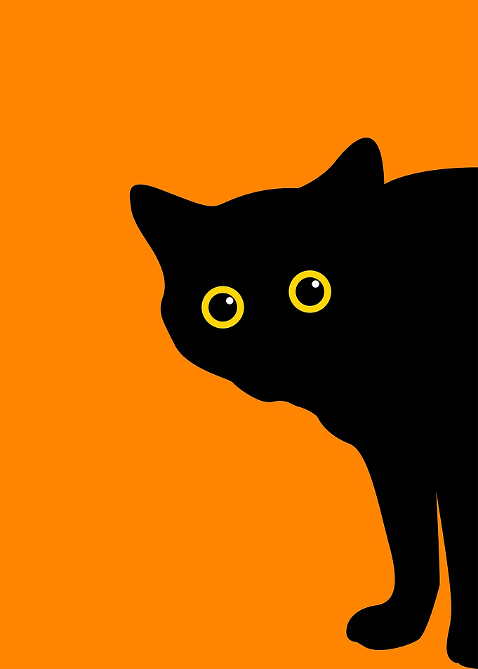 Funny Courious Cat