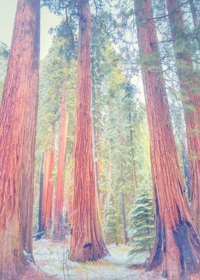 Sequoias