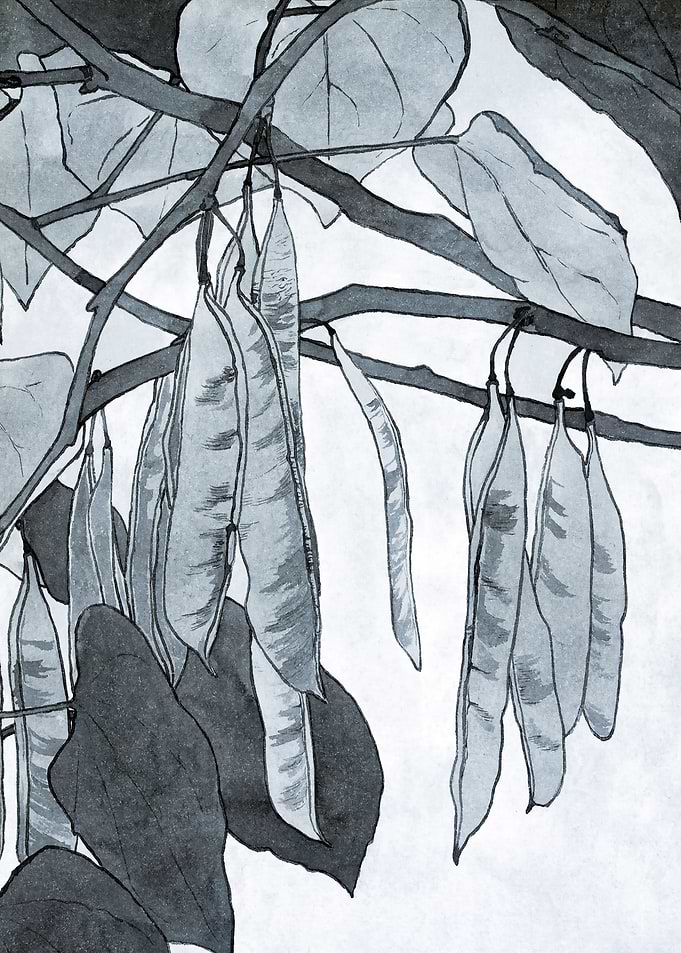 Nature Black White Beans