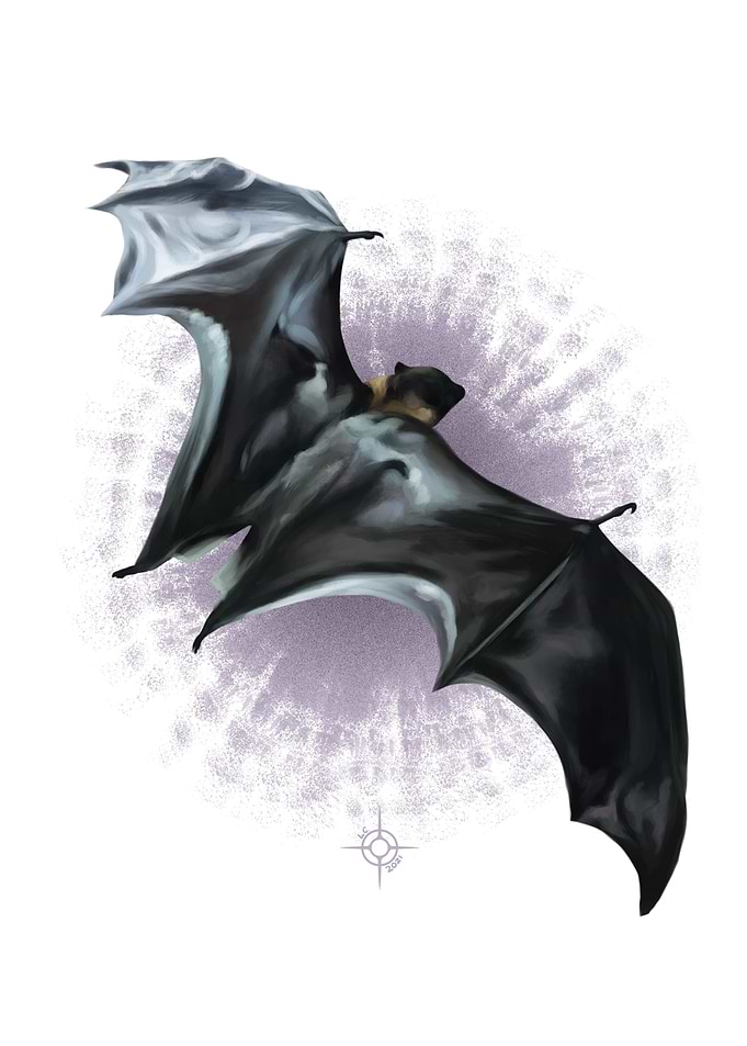 Guam Flying Fox Bat