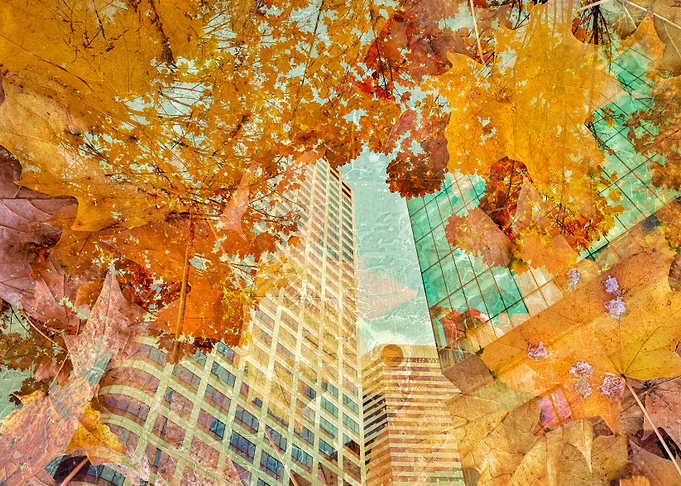 Seattle Autumn