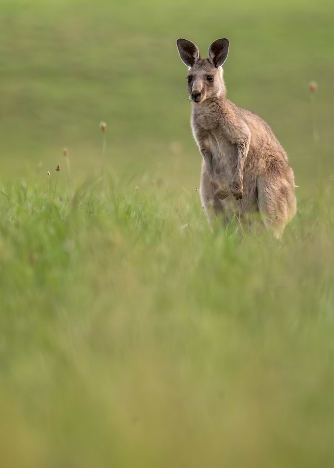Portrait of a Kangaroo