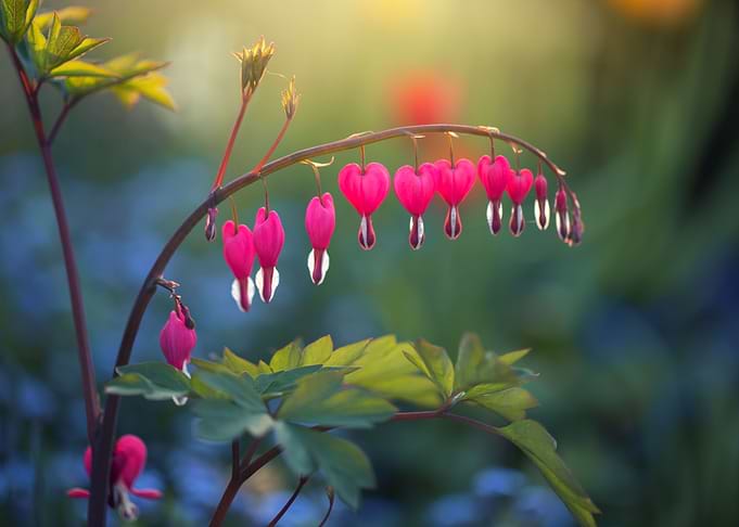 Pink flowers spring garden