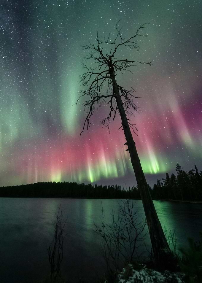 Old Pine Auroras