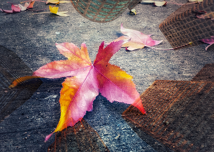 The Red Leaf