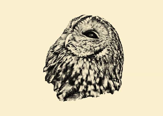 Tawny owl