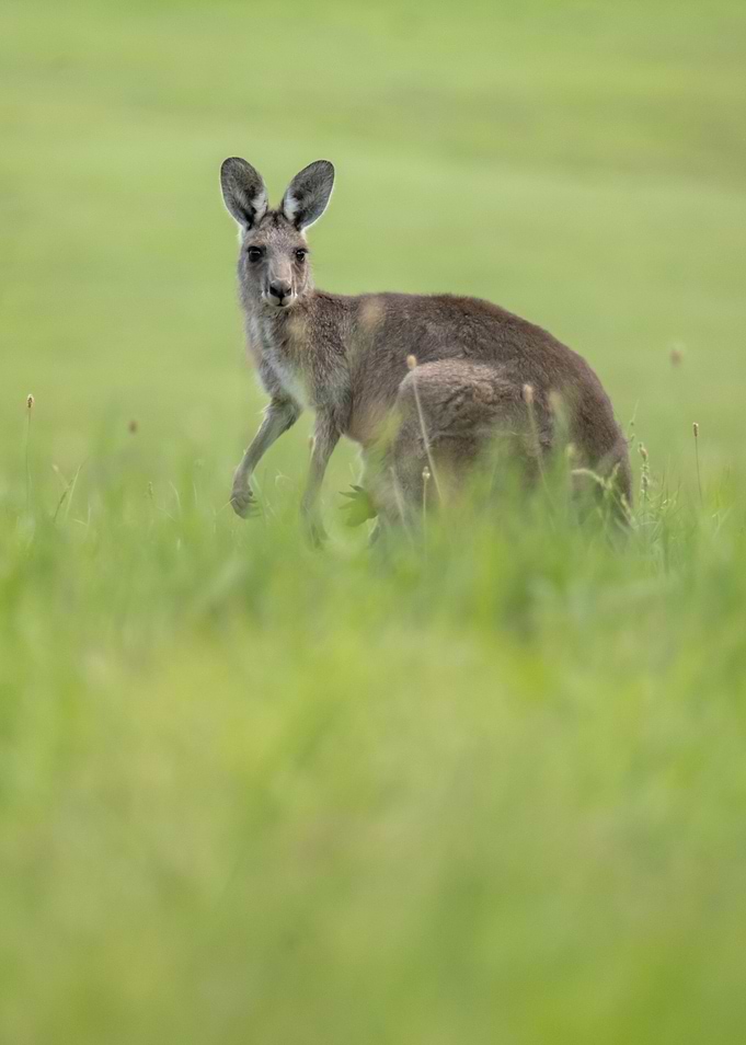 Portrait of a Kangaroo