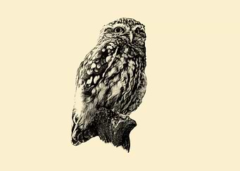 Little owl