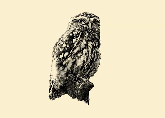 Little owl