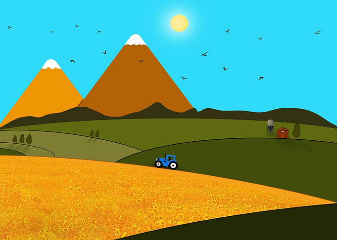 sunflowers field