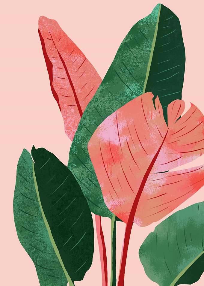 Blush Tropical