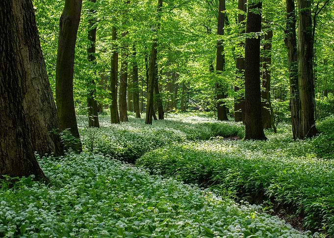 Spring forest tree river