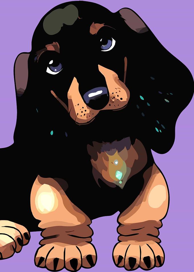 A cute Dachshund 001