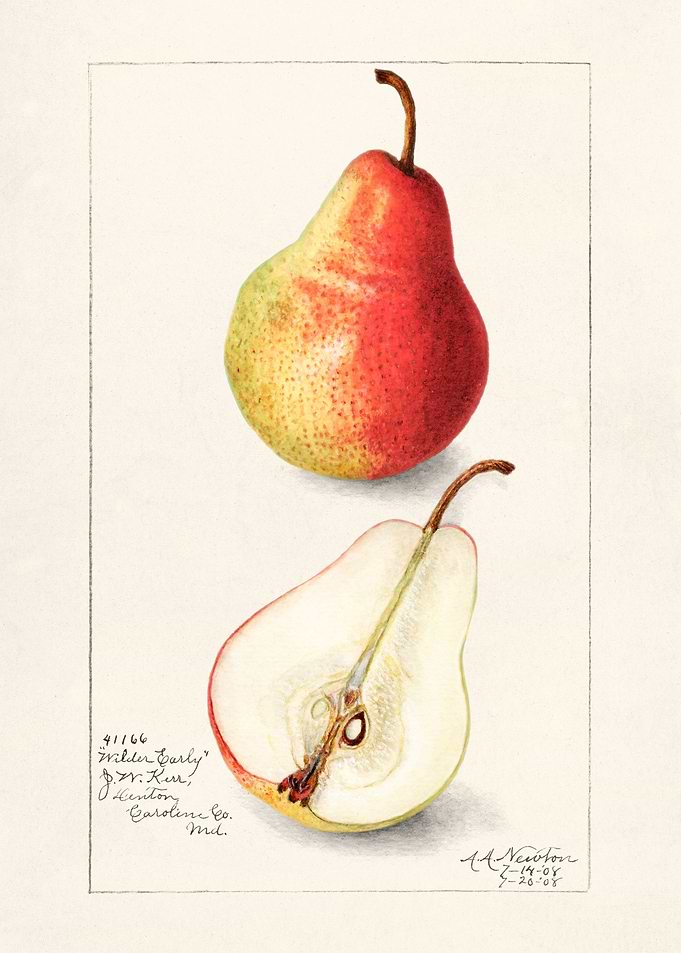 Pear