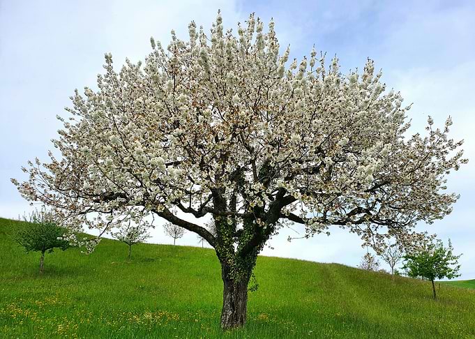 Blooming Tree