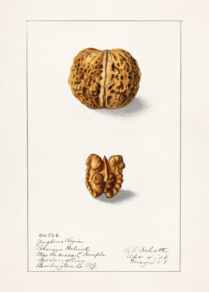English Walnut