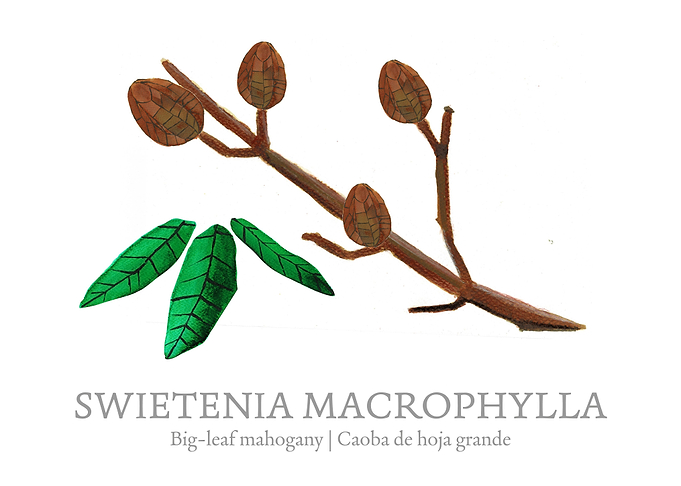 Big leaf mahogany