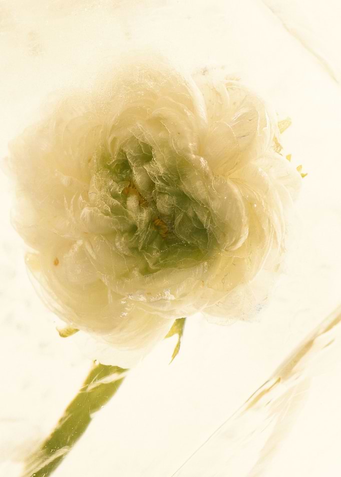 Ranunculus in ice 3