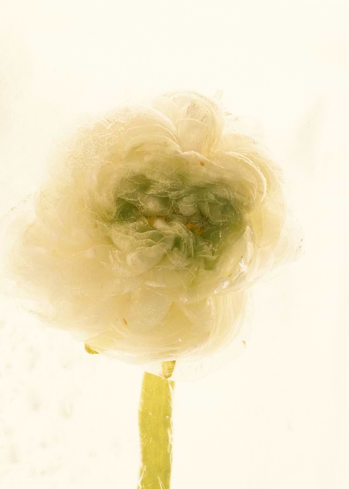 Ranunculus in ice 1