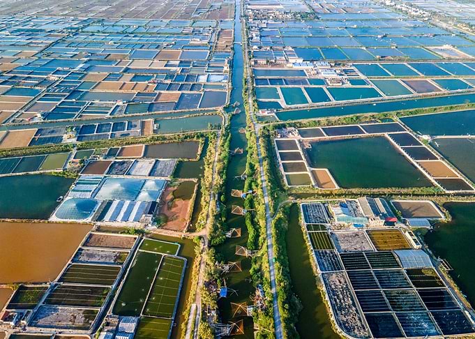 Shrimp breeding farm view