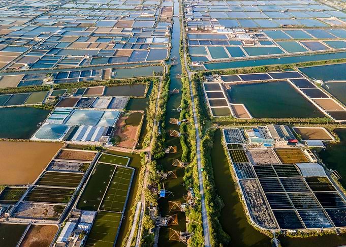 Shrimp breeding farm view