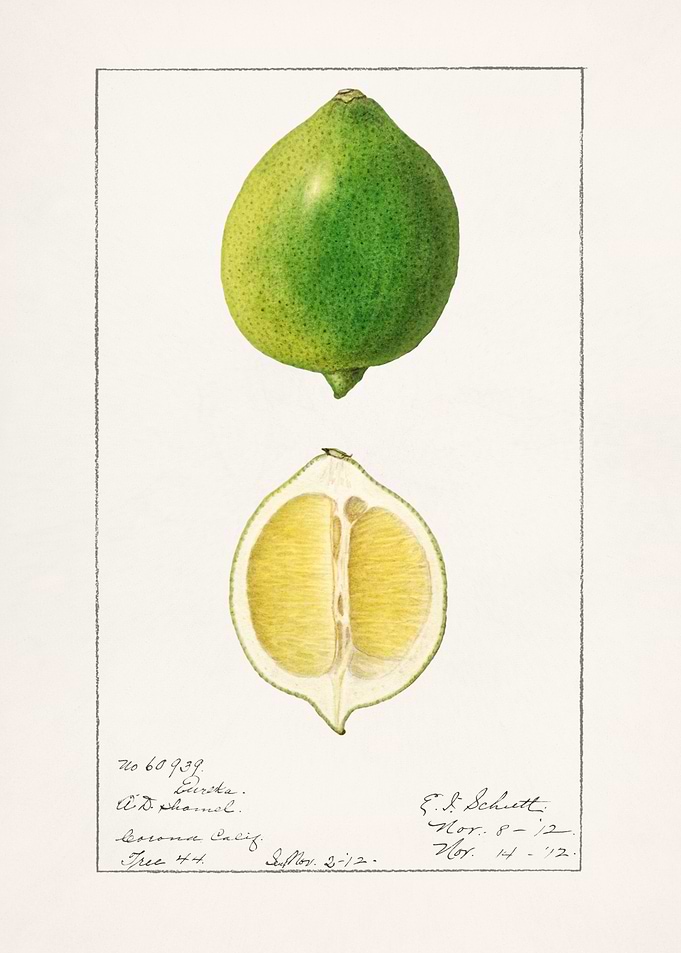 Lemon