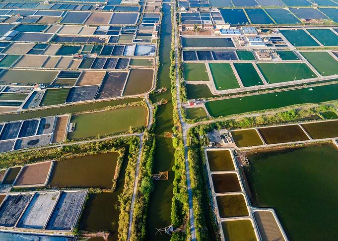 Shrimp breeding farm view