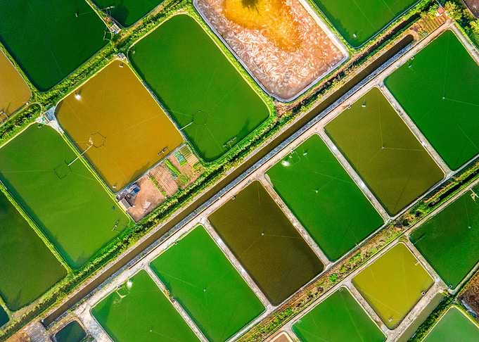 Shrimp breeding farm view