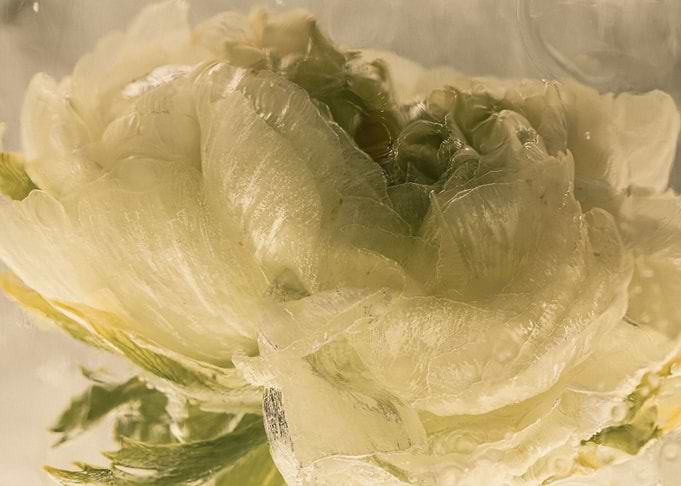 Ranunculus in ice 2
