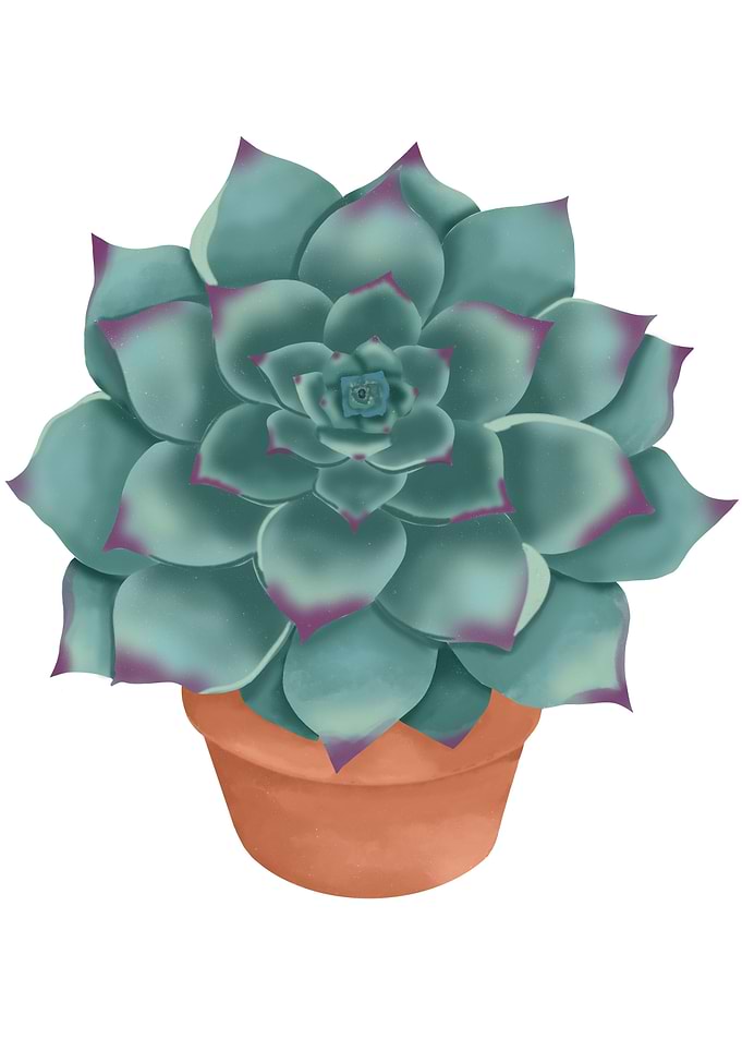 Succulent Plant