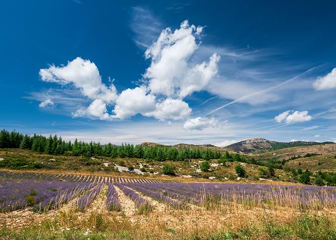 Lavanda fields