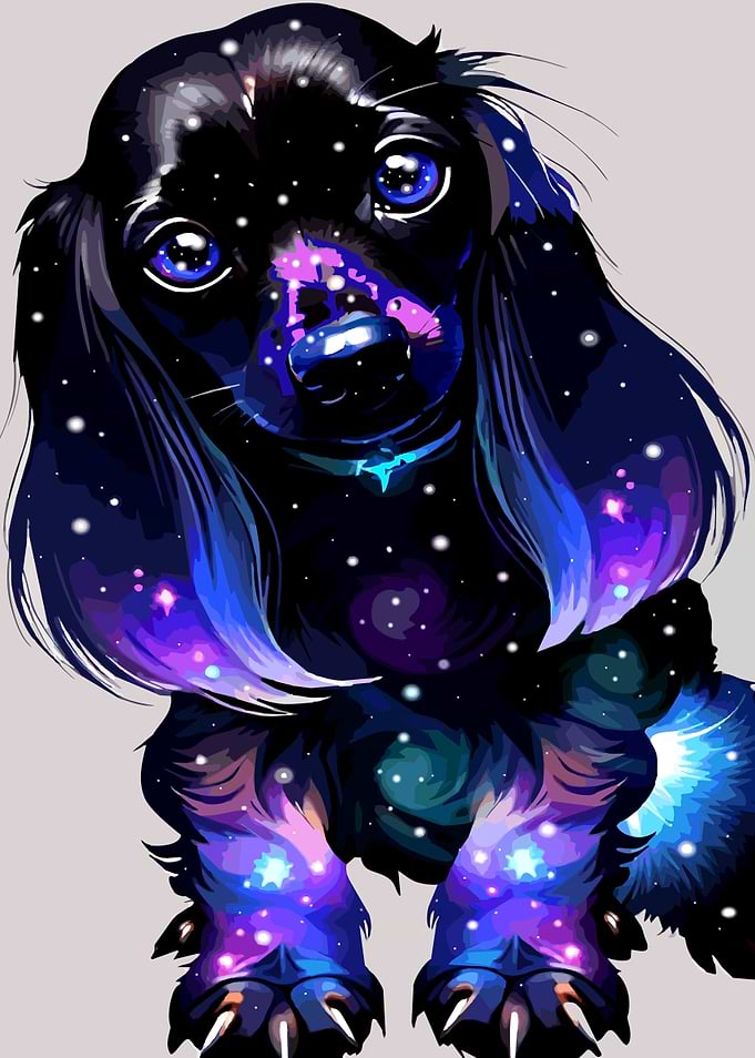 A cute Dachshund 024
